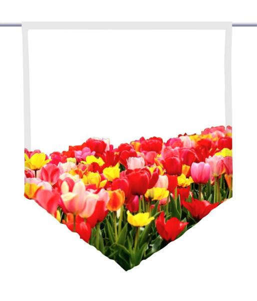 Tulpenfluss blanco, Scheibenhänger spitz